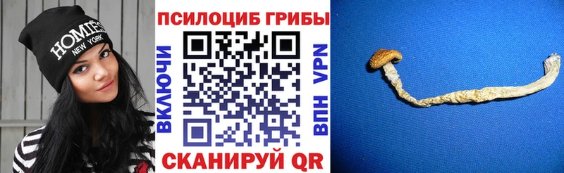 Галлюциногенные грибы мицелий  хочу наркоту  Воронеж 